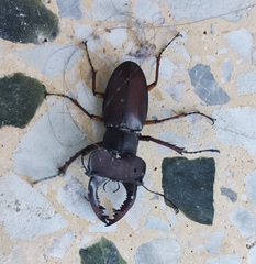 Lucanus