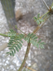 Prosopis articulata