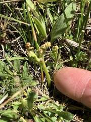 Botrychium ascendens