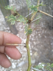 Prosopis articulata