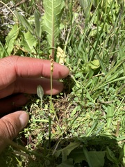 Botrychium simplex compositum