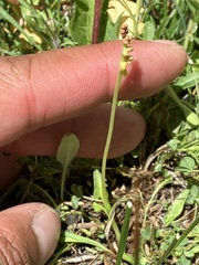 Botrychium simplex compositum