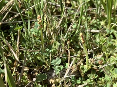 Botrychium simplex image