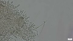 Rhizochaete radicata