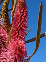 Hakea francisiana