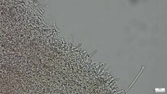 Rhizochaete radicata
