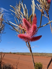 Hakea francisiana