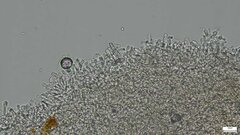 Rhizochaete radicata