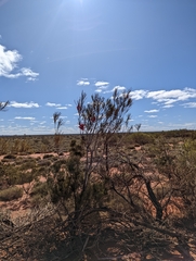 Hakea francisiana