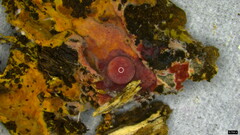 Rhizochaete radicata