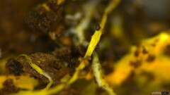 Rhizochaete radicata