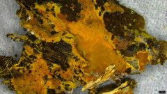 Rhizochaete radicata