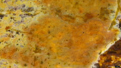 Rhizochaete radicata