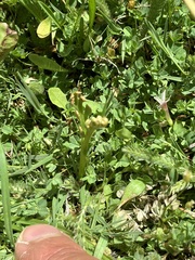 Botrychium ascendens