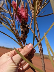 Hakea francisiana