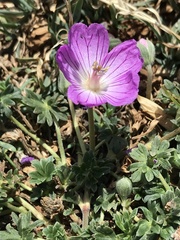 Geranium austroapenninum
