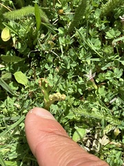 Botrychium ascendens