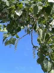 Populus