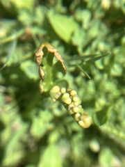 Botrychium ascendens