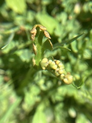 Botrychium ascendens