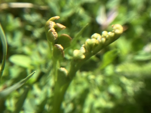 Image of Botrychium ascendens by no rights reserved