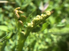 Botrychium ascendens