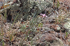 Phlox longifolia longifolia