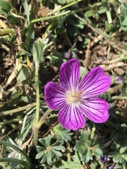 Geranium austroapenninum