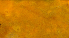 Rhizochaete radicata