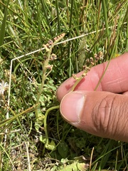 Botrychium simplex image