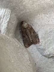 Mesoligia furuncula