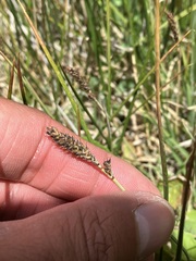 Carex idahoa