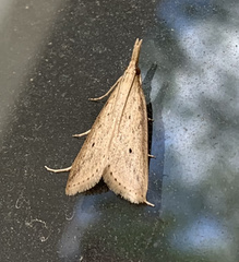 Schoenobiinae