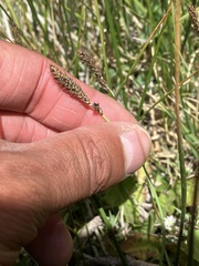 Carex idahoa