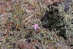 Phlox longifolia longifolia
