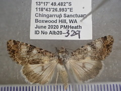 Heliothis punctifera