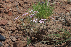 Phlox longifolia longifolia