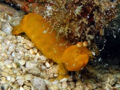 Pseudosquilla ciliata