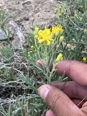 Senecio spartioides granularis