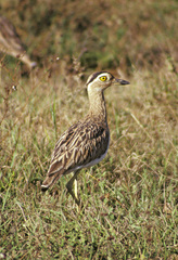 Burhinus bistriatus