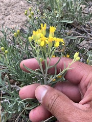 Senecio spartioides granularis