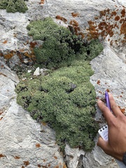 Petrophytum caespitosum caespitosum