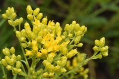 Solidago nitida