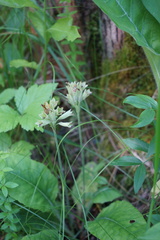 Primula veris macrocalyx