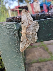 Chorodna metaphaearia