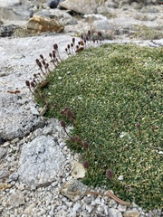 Petrophytum caespitosum caespitosum