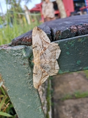 Chorodna metaphaearia