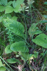 Primula veris macrocalyx