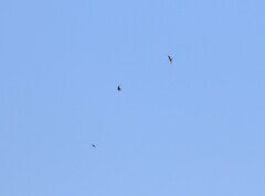 Hirundo neoxena