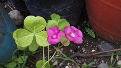 Oxalis bowiei